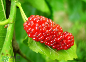 桑葚變紅了可以吃嗎？桑葚發(fā)紅可以吃嗎？