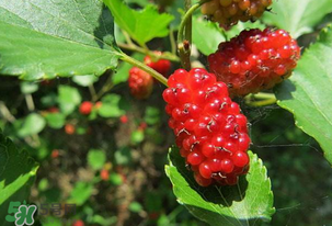 桑葚變紅了可以吃嗎？桑葚發(fā)紅可以吃嗎？