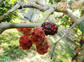 桑葚長(zhǎng)毛了還能吃嗎？桑葚長(zhǎng)白毛還能吃嗎？