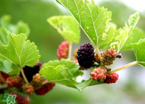 桑葚長(zhǎng)毛了還能吃嗎？桑葚長(zhǎng)白毛還能吃嗎？