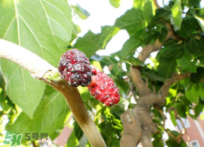 桑葚長(zhǎng)毛了還能吃嗎？桑葚長(zhǎng)白毛還能吃嗎？