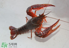 四月份能釣龍蝦嗎？4月份能釣龍蝦嗎？