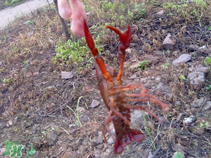 四月份能釣龍蝦嗎？4月份能釣龍蝦嗎？