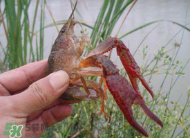 四月份能釣龍蝦嗎？4月份能釣龍蝦嗎？