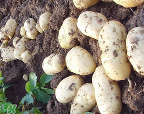 四月份可以種土豆嗎？4月份可以種土豆嗎？