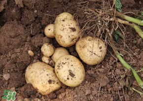 四月份可以種土豆嗎？4月份可以種土豆嗎？