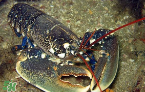 龍蝦多少錢一斤？龍蝦多少錢一斤2017？