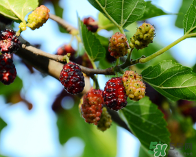 桑葚一天吃多少最好？桑葚一天吃多少合適？