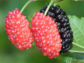 桑葚一天吃多少最好？桑葚一天吃多少合適？