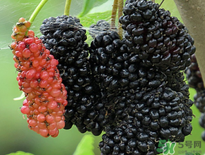 桑葚一天吃多少最好？桑葚一天吃多少合適？