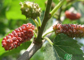 桑葚沒(méi)熟酸怎么辦？桑葚沒(méi)熟可以吃嗎？