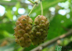 桑葚沒(méi)熟酸怎么辦？桑葚沒(méi)熟可以吃嗎？