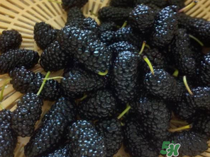 吃桑葚會(huì)拉黑便嗎？吃桑葚大便黑色怎么回事？