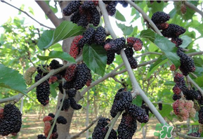 桑葚甜嗎？桑葚為什么不甜？