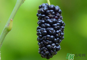 桑葚甜嗎？桑葚為什么不甜？