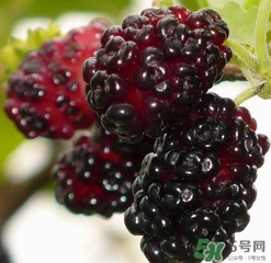 桑葚不甜怎么辦？桑葚不甜怎么變甜？