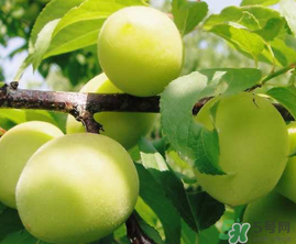 青梅什么時(shí)候成熟？青梅幾月份成熟？