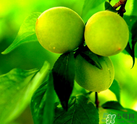 青梅什么時(shí)候成熟？青梅幾月份成熟？