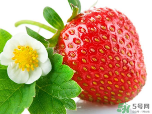 草莓為什么那么大？草莓很大是有什么原因？