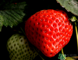 草莓為什么不甜？草莓不甜怎么辦？