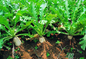 四月份可以種蘿卜嗎？4月份可以種蘿卜嗎？