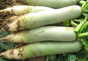 四月份可以種蘿卜嗎？4月份可以種蘿卜嗎？