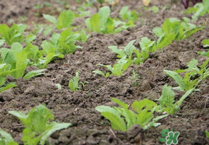 四月份可以種蘿卜嗎？4月份可以種蘿卜嗎？