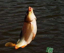 四月份可以釣鯉魚嗎？四月份怎么釣鯉魚？