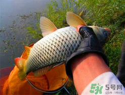 四月份可以釣鯉魚嗎？四月份怎么釣鯉魚？