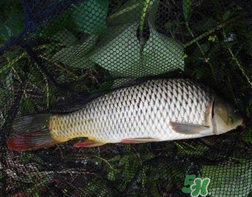 四月份可以釣鯉魚嗎？四月份怎么釣鯉魚？