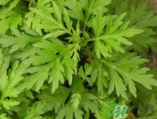 孕婦濕疹能用艾草洗嗎？孕婦濕疹能用艾葉嗎？