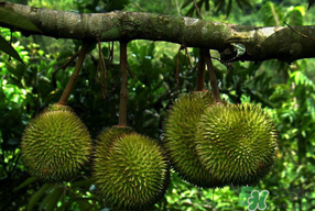 四月份有榴蓮嗎？4月份有榴蓮嗎？