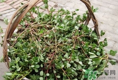 瓜子菜的營養(yǎng)價值_瓜子菜的功效與作用及食用方法 瓜子菜的營養(yǎng)價值_瓜子菜的功效與作用及食用方法