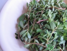 瓜子菜的營養(yǎng)價值_瓜子菜的功效與作用及食用方法 瓜子菜的營養(yǎng)價值_瓜子菜的功效與作用及食用方法