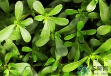 瓜子菜的營養(yǎng)價值_瓜子菜的功效與作用及食用方法 瓜子菜的營養(yǎng)價值_瓜子菜的功效與作用及食用方法