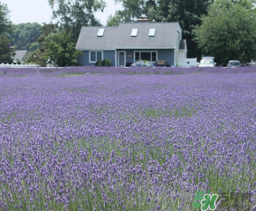 4月份有薰衣草嗎？四月份薰衣草開了嗎？