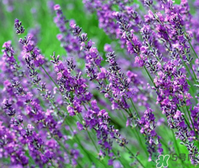 4月份有薰衣草嗎？四月份薰衣草開了嗎？