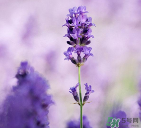 4月份有薰衣草嗎？四月份薰衣草開了嗎？