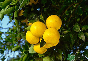 四月份有柚子嗎？四月份還能吃柚子嗎？