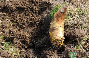 ?春筍為什么吃起來嘴澀？春筍怎么處理不會(huì)澀嘴？