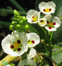 慈姑孕婦能吃嗎？孕婦能吃慈姑嗎？