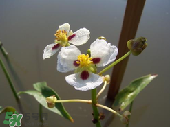 慈姑孕婦能吃嗎？孕婦能吃慈姑嗎？