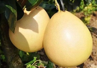 四月份有柚子嗎？四月份還能吃柚子嗎？