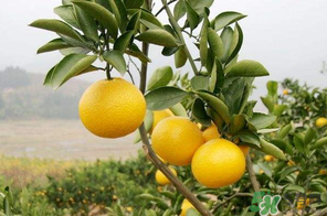 四月份有柚子嗎？四月份還能吃柚子嗎？