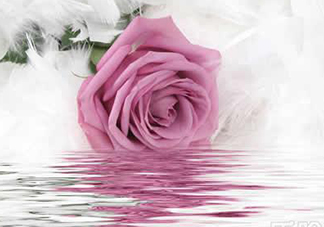 玫瑰水可以天天用嗎？玫瑰水多久用一次比較好？