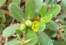 馬齒莧怎么保存?馬齒莧怎么保鮮? 馬齒莧怎么保存?馬齒莧怎么保鮮?