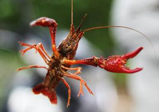 四月份能釣龍蝦嗎？4月份能釣龍蝦嗎？