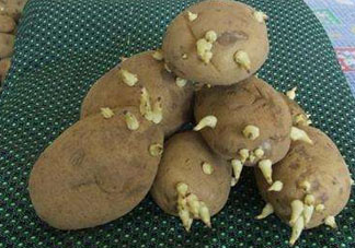 四月份可以種土豆嗎？4月份可以種土豆嗎？