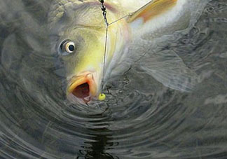 四月份可以釣鯉魚嗎？四月份怎么釣鯉魚？