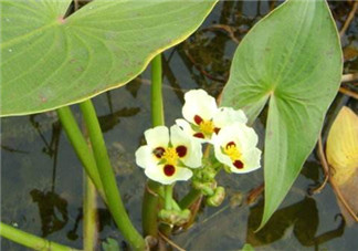 慈姑孕婦能吃嗎？孕婦能吃慈姑嗎？